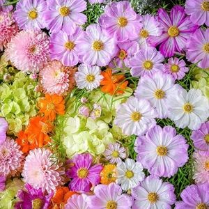 Meet your Posher, Yelena